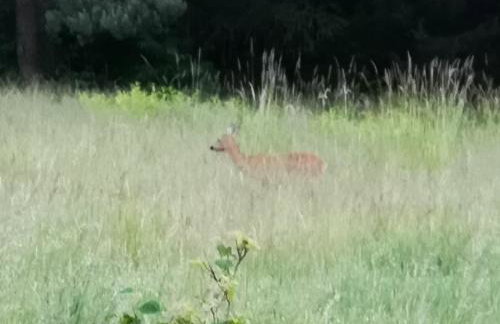 Sielanka Aleksandria - Foto 36