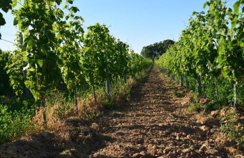 Ferienhaus & Weingut am Steingebiss - Foto 64