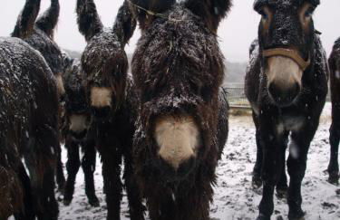 Casa da Ti Cura - Foto 50