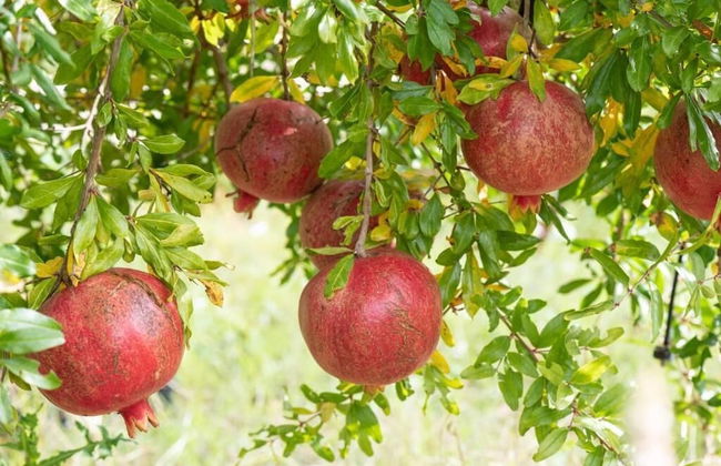 Panacea Residence - Foto 18