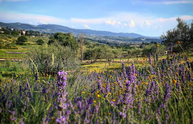 Fattoria di Maiano - Foto 54