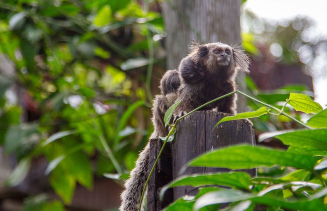 Chalés Magia do Campeche - Photo 69
