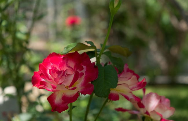 Newly renovated Garden Flat - Photo 26