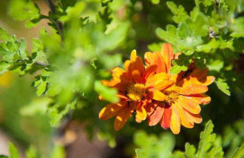 OLIVES Estate APARTMENTS Grande - Foto 30