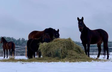 Domek Na Morenie - Foto 17