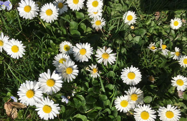 Rothenbach - Foto 27