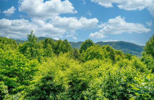 Willy Bear - Foto 38