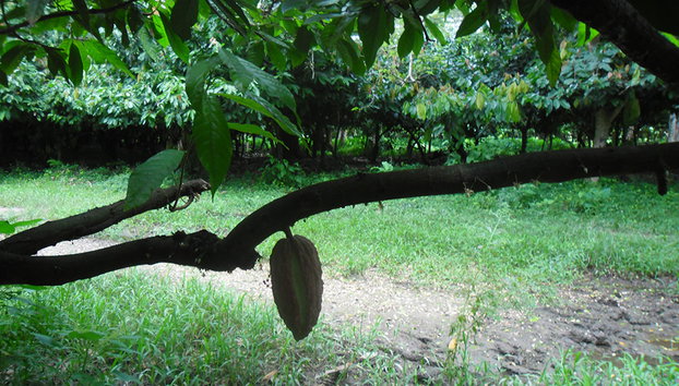 Domaine de Florette - Photo 4