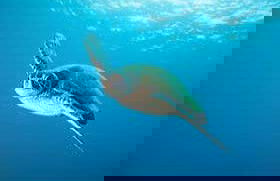 Entrada a SEA LIFE® Birmingham - Foto 6