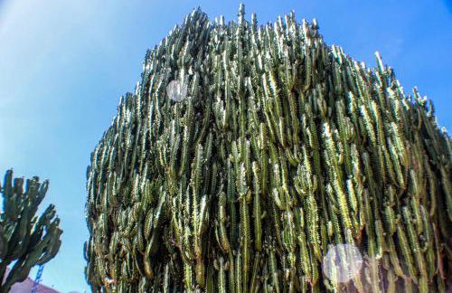 Villa Cactus Piscina Climatizada - Foto 27