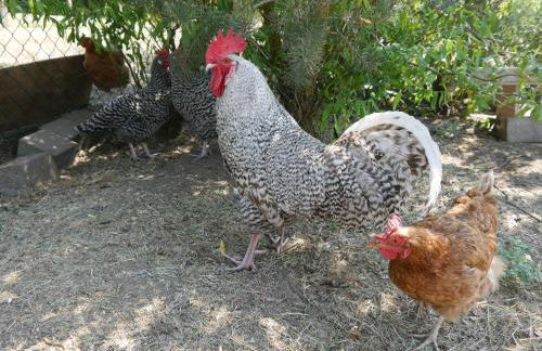 Ferienwohnung mit Garten - 10 Minuten von Templin - Photo 16