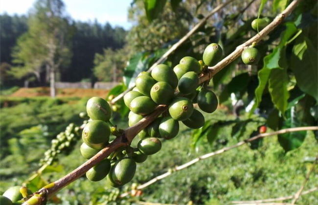 Royal Eco Resort - Photo 21