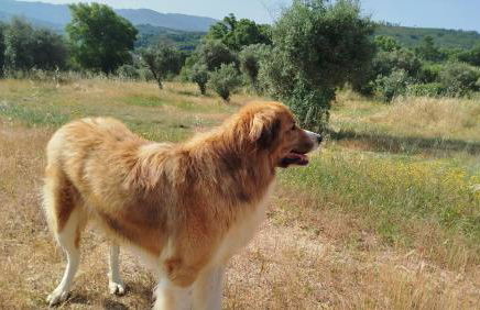 Terras do Salvado Agroturismo - Photo 11