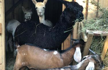 Chata Pod Lasem - Foto 15