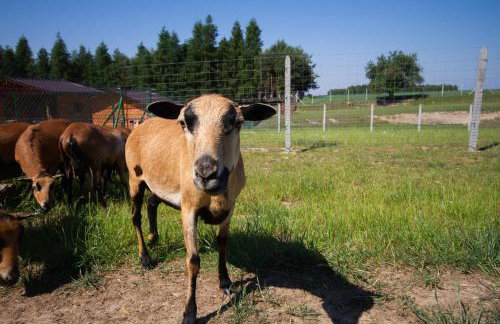 Zagroda Nad Kotelnią - Foto 60