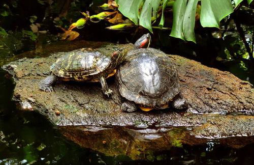 PonoMana Oasis's - Koi Cottage - Foto 25