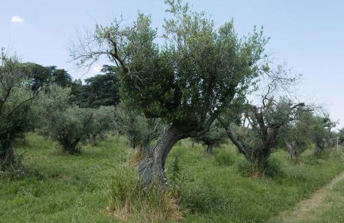 Villa Cavalletti - Foto 79