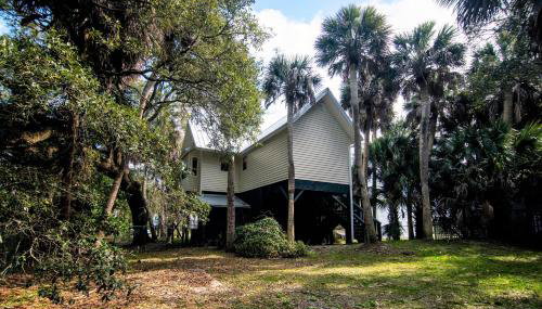 Green Parrot - Photo 4