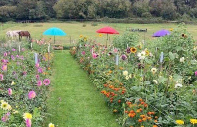 Flower Farm Glamping Retreat in Suffolk - Foto 16