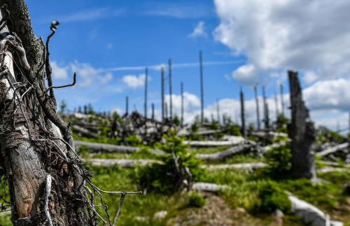 Studio Sumava-Bayerischer Wald - Foto 18