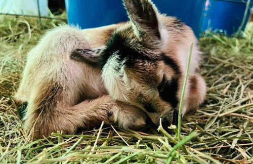 Cabin 1 Remote cabin next to Sam Houston National Forest - Foto 14