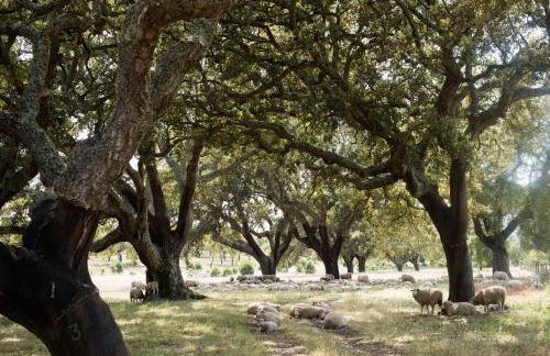 Herdade das Barradas da Serra - Foto 15