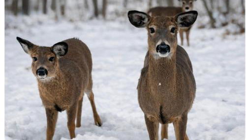 WOW!! Ultimate Pocono Retreat Hot Tub, Game Room, Fire Pit, Near Lakes & Hiking! - Foto 5