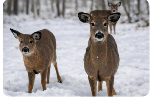 WOW!! Ultimate Pocono Retreat Hot Tub, Game Room, Fire Pit, Near Lakes & Hiking! - Foto 5