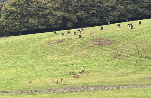 Byre Cottage Dulverton - Foto 27