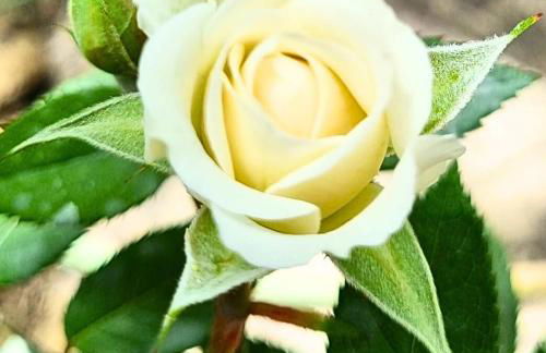 Infinity Wellness Apartment Hotel - Foto 144