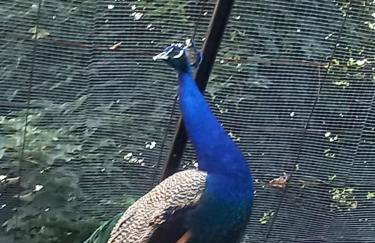 Koperkowe Rancho Beskid Wyspowy Domek Małopolskie KAMIONNA - Foto 60