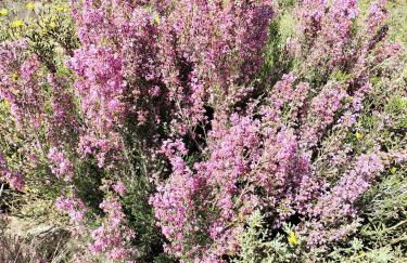 Casa do Terreiro - Foto 16