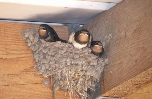 Y Caban at Wig Farm near Llangrannog - Foto 19