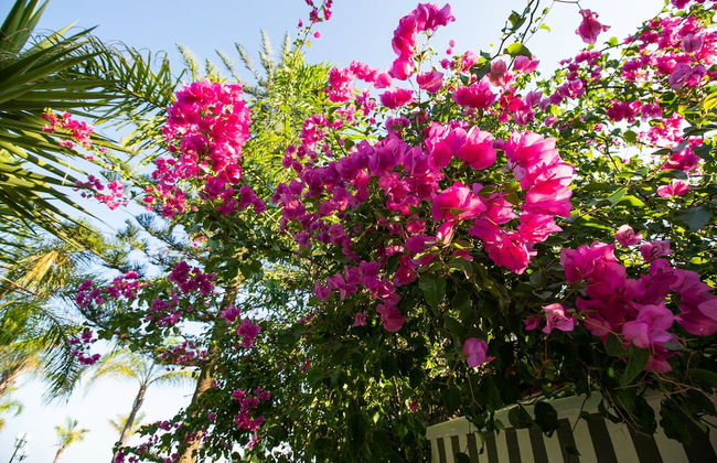 Paradise Lux Villa Porto Cheli - Foto 29