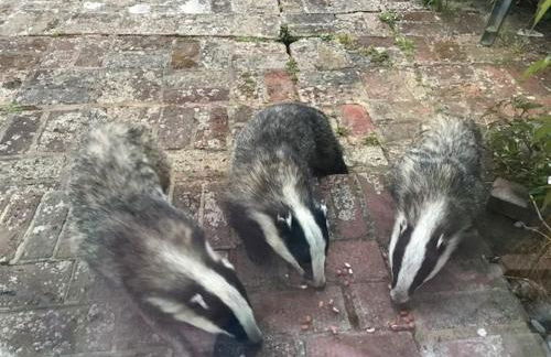 Mole Cottage - Foto 115