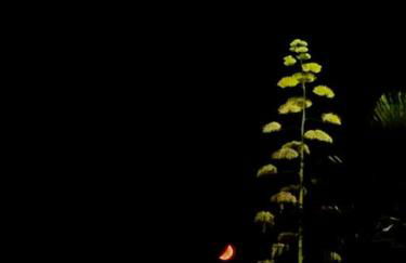 Casa Plumeria - Foto 38