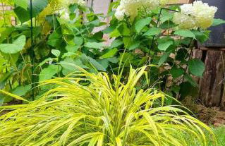 Mała Garda - Foto 3