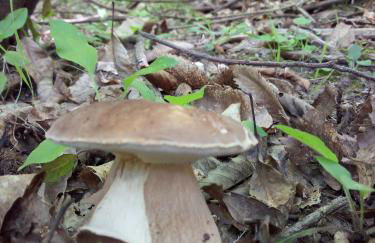 Agriturismo Le Roghete - Foto 38