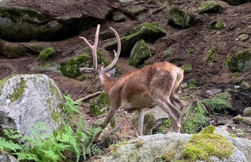 Maison Eglantine - Foto 46