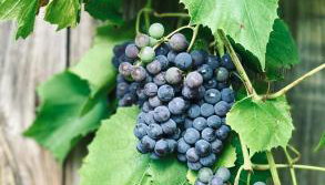 Bliska Wioska- Dom - Foto 5, Garden, Garden view