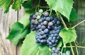 Bliska Wioska- Dom - Foto 5