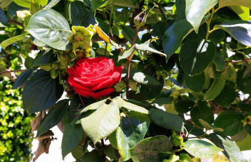 Villa Carmen - Peaceful Eco-Luxury with private pool - Foto 69