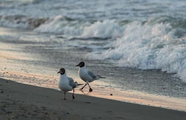 RIVA Mamaia Aparthotel - Photo 80