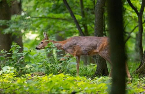 Holiday home "Treehouse" - Foto 36