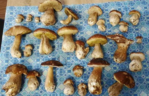 Ciasa Erica - Val di Non - Foto 48