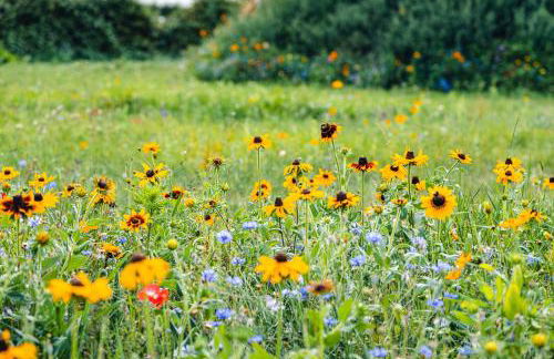 Veiko - Mayflower Meadow - Foto 22