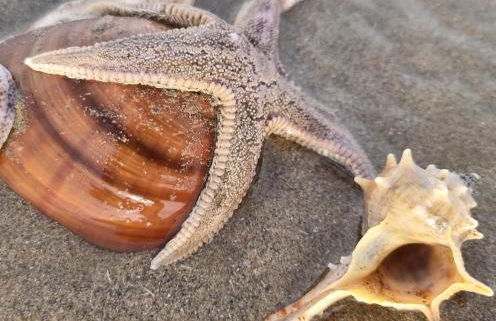 L'escale du capitaine - Foto 31