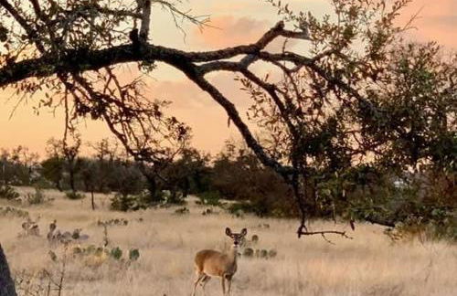 Wine Country Cottage With Scenic Hill Country Views - Photo 12