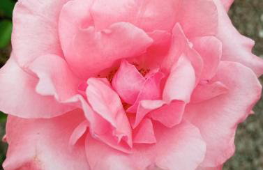 2 Quarto Mobiliado para 3 pessoas proximo a Unioeste -Universidade Estadual do Oeste do Parana e a BR 277 - Foto 20