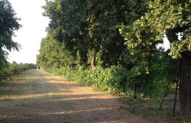 Società agricola le more Agriturismo La Dondina - Photo 12